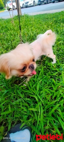 Pekingese, Köpek  Kuki fotoğrafı