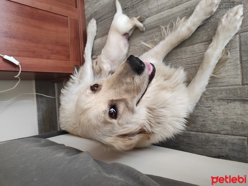 Golden Retriever, Köpek  Pera fotoğrafı