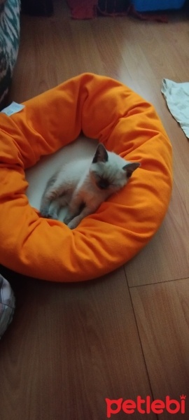 Scottish Fold, Kedi  Duman fotoğrafı