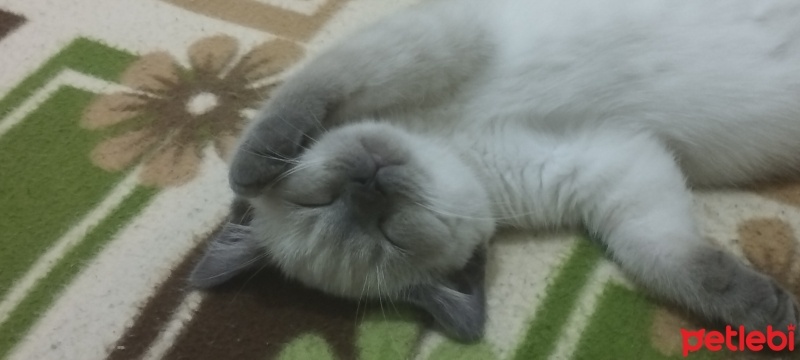 Scottish Fold, Kedi  Duman fotoğrafı