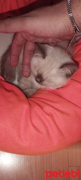 Scottish Fold, Kedi  Duman fotoğrafı