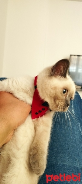 Scottish Fold, Kedi  Duman fotoğrafı