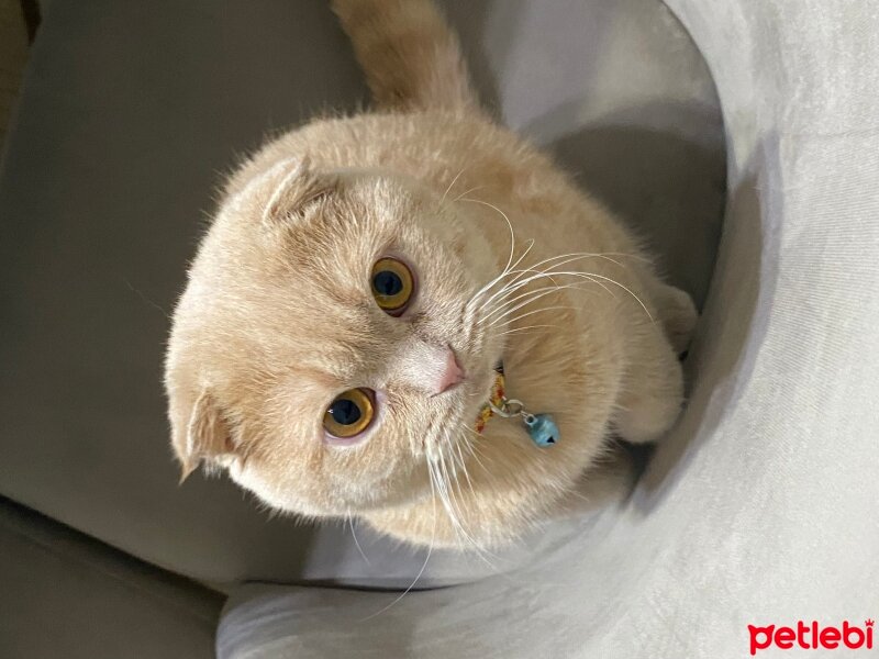 Scottish Fold, Kedi  Ateş fotoğrafı