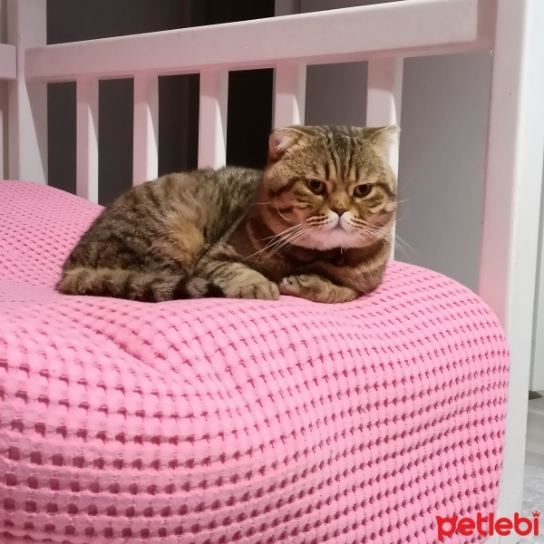 Scottish Fold, Kedi  Latte fotoğrafı
