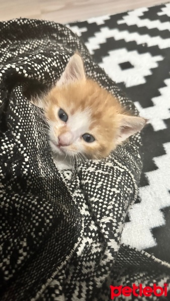 Tekir Kedi, Kedi  Güneş fotoğrafı