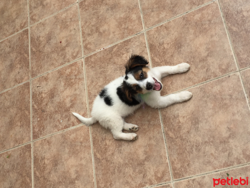 King Charles Spaniel, Köpek  Benekli fotoğrafı