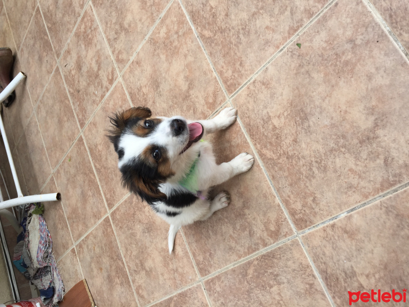 King Charles Spaniel, Köpek  Benekli fotoğrafı