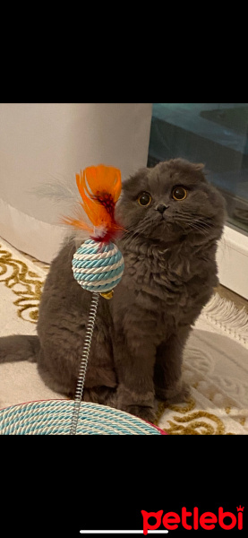 Scottish Fold, Kedi  Çiko fotoğrafı