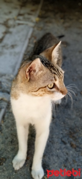 Tekir Kedi, Kedi  Bal fotoğrafı
