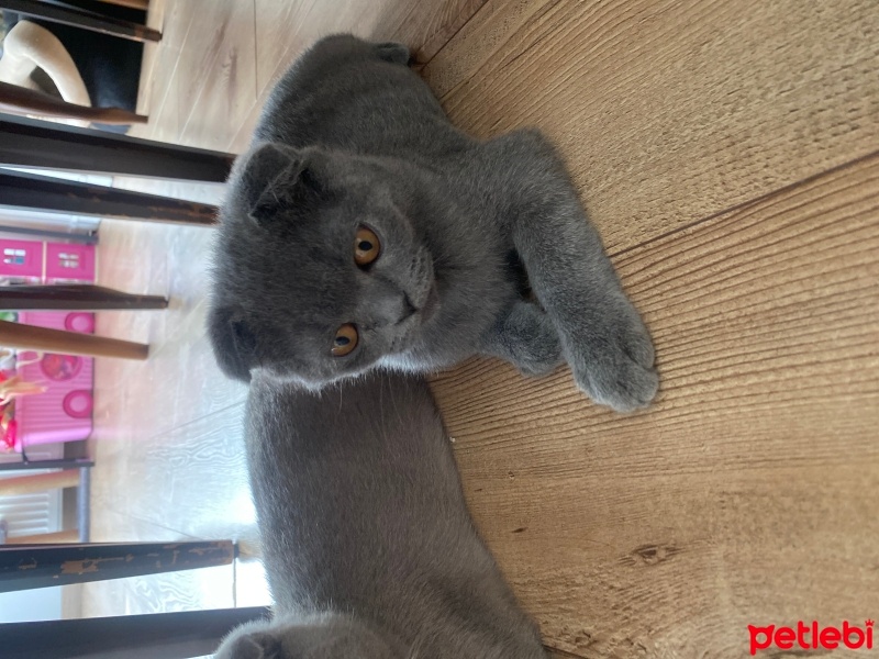 Scottish Fold, Kedi  Gri fotoğrafı
