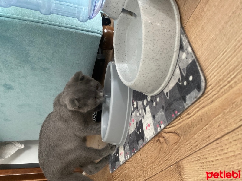 Scottish Fold, Kedi  Gri fotoğrafı