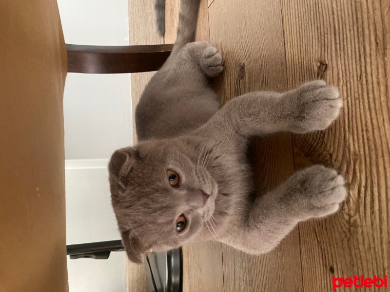 Scottish Fold, Kedi  Pamuk fotoğrafı