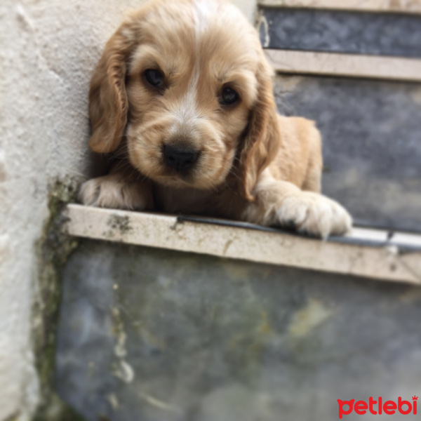 Amerikan Cocker Spaniel, Köpek  Cookie fotoğrafı