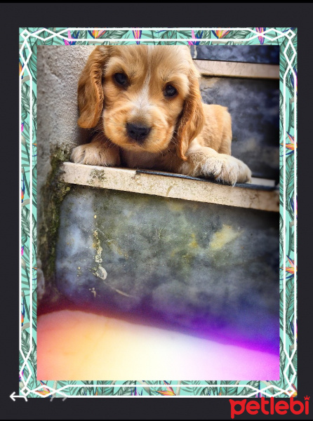 Amerikan Cocker Spaniel, Köpek  Cookie fotoğrafı