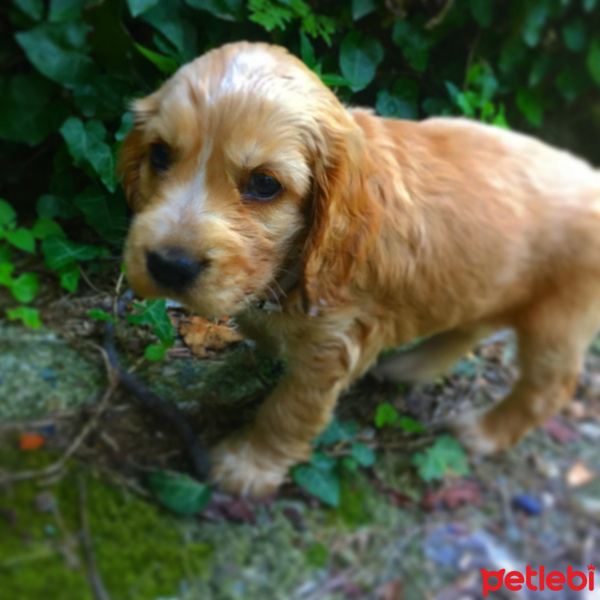 Amerikan Cocker Spaniel, Köpek  Cookie fotoğrafı