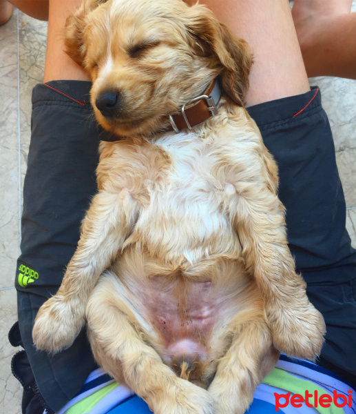 Amerikan Cocker Spaniel, Köpek  Cookie fotoğrafı