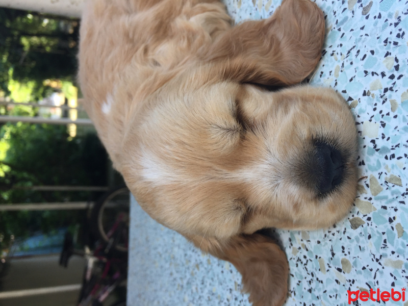 Amerikan Cocker Spaniel, Köpek  Cookie fotoğrafı