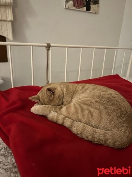 Tekir Kedi, Kedi  Limon fotoğrafı