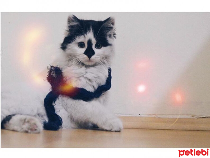 Ankara Kedisi, Kedi  Pamuk fotoğrafı