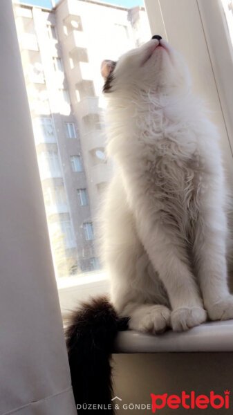 Ankara Kedisi, Kedi  Pamuk fotoğrafı