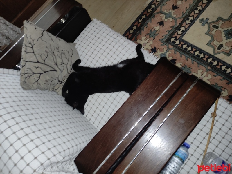 Bombay, Kedi  Zeytin fotoğrafı
