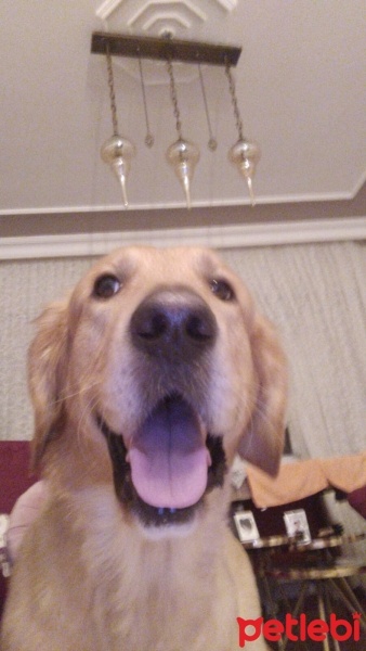 Golden Retriever, Köpek  YAMAN fotoğrafı