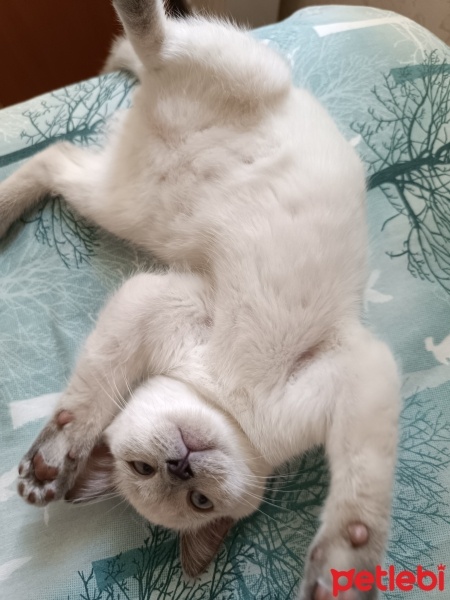 British Shorthair, Kedi  Boncuk fotoğrafı