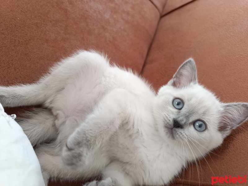British Shorthair, Kedi  Boncuk fotoğrafı