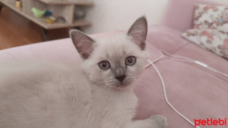British Shorthair, Kedi  Boncuk fotoğrafı