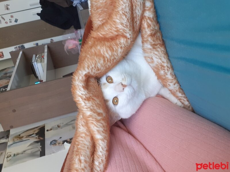 Ankara Kedisi, Kedi  Pamuk fotoğrafı