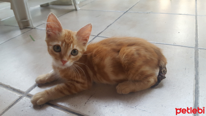 Savannah, Kedi  Minnoş fotoğrafı