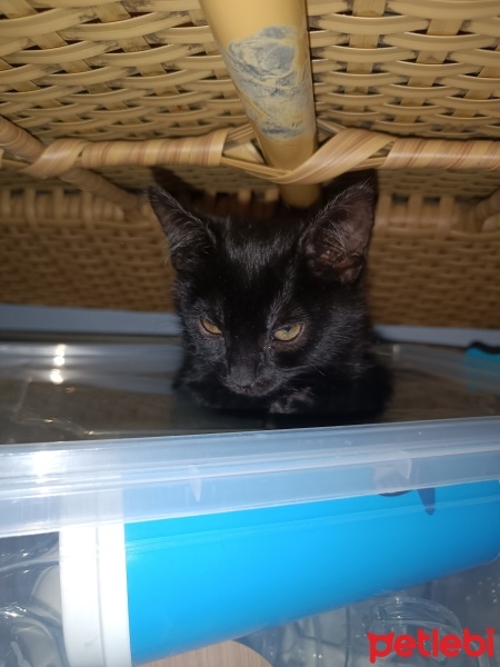 Bombay, Kedi  Zeytin fotoğrafı
