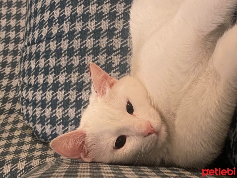 Tekir Kedi, Kedi  Lego fotoğrafı