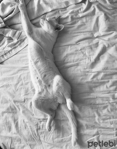 Tekir Kedi, Kedi  Lego fotoğrafı