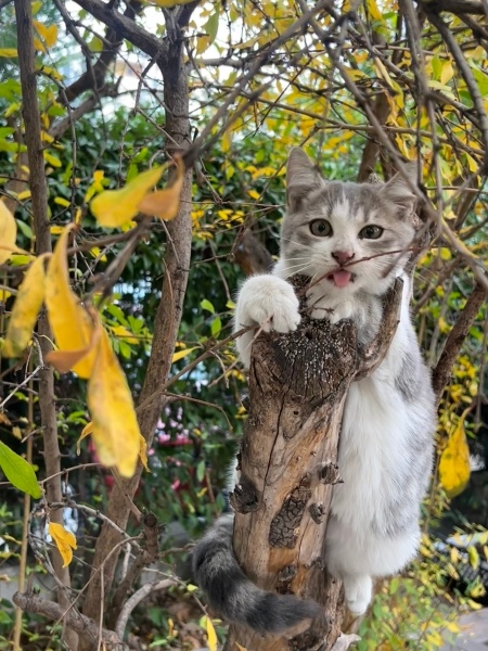 Tekir Kedi, Kedi  Lego fotoğrafı