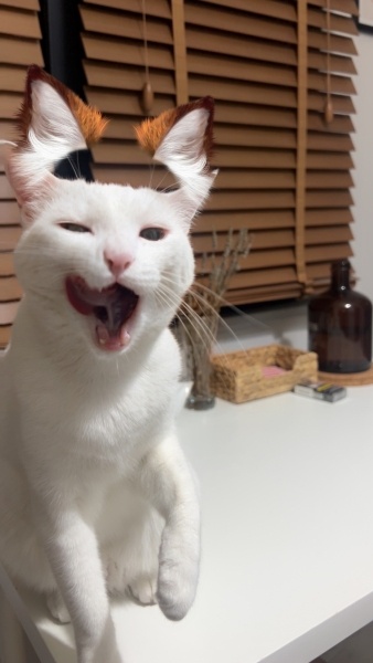 Tekir Kedi, Kedi  Lego fotoğrafı