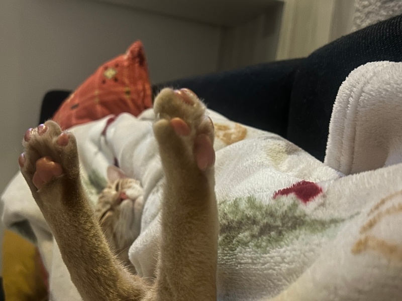 Tekir Kedi, Kedi  Lego fotoğrafı