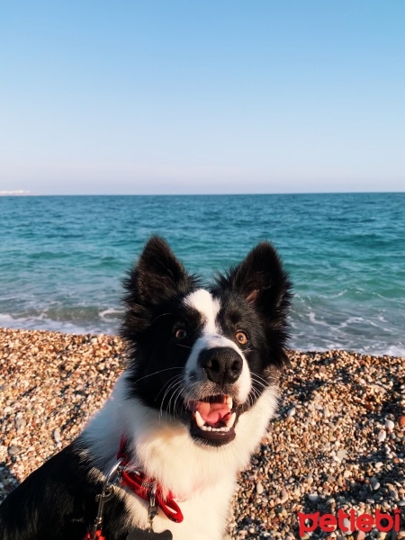 Border Collie, Köpek  Sirius fotoğrafı
