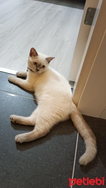 British Shorthair, Kedi  Tarçın fotoğrafı