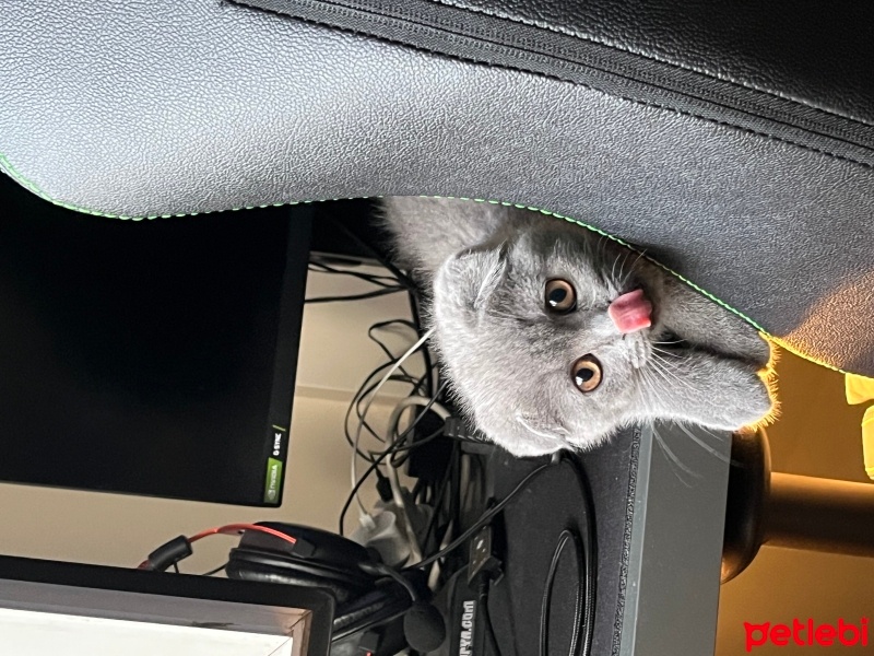 Scottish Fold, Kedi  Luna fotoğrafı