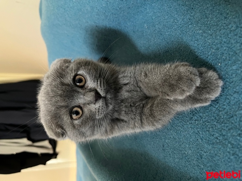 Scottish Fold, Kedi  Luna fotoğrafı