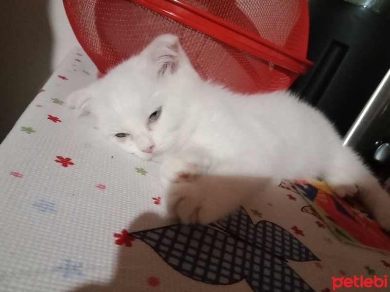 Scottish Fold, Kedi  Pamuk fotoğrafı