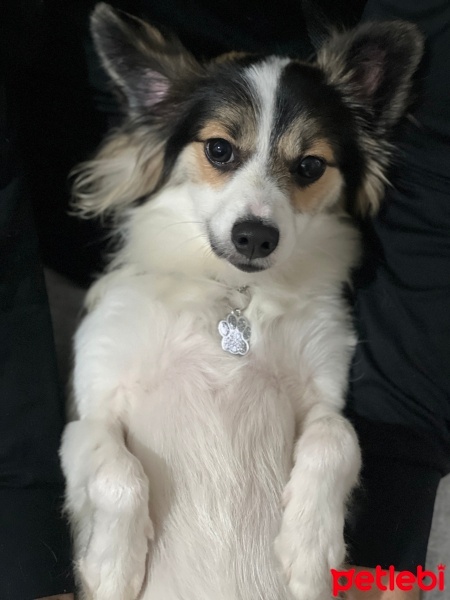 Pappilon, Köpek  mavis fotoğrafı