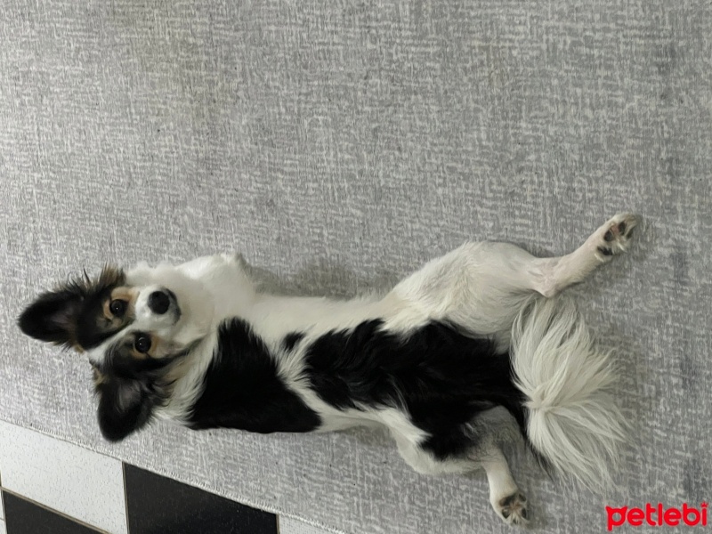 Pappilon, Köpek  mavis fotoğrafı