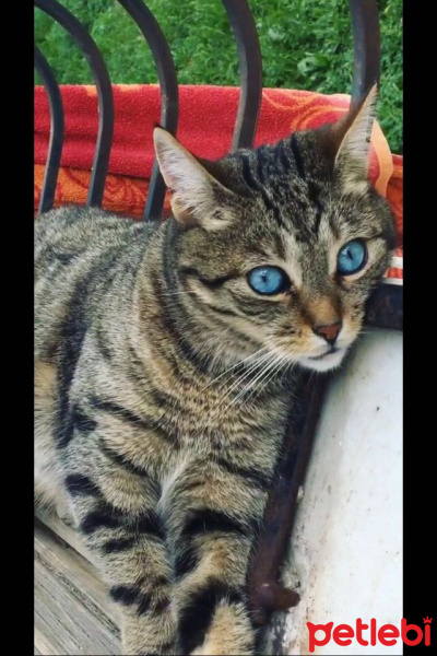 Tekir Kedi, Kedi  Sherly fotoğrafı
