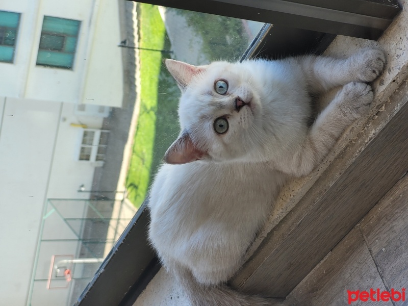 British Shorthair, Kedi  Şeker fotoğrafı