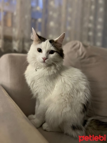 Tekir Kedi, Kedi  Şükrü fotoğrafı