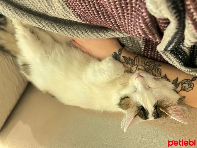 Tekir Kedi, Kedi  Şükrü fotoğrafı