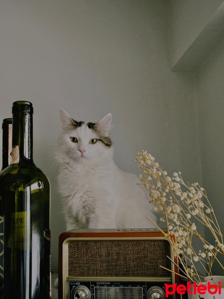 Tekir Kedi, Kedi  Şükrü fotoğrafı