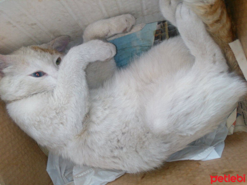 Ankara Kedisi, Kedi  Küçük fotoğrafı